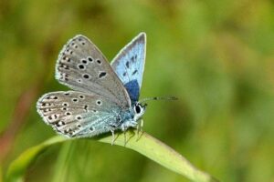 Dutch Alcon Blue Butterfly