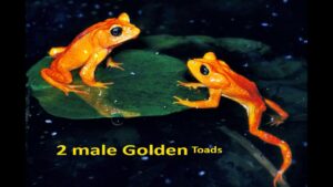 The Golden Toad