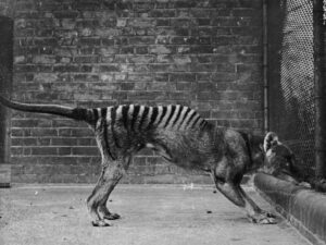 The Thylacine