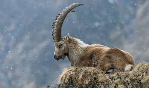 The Pyrenean Ibex